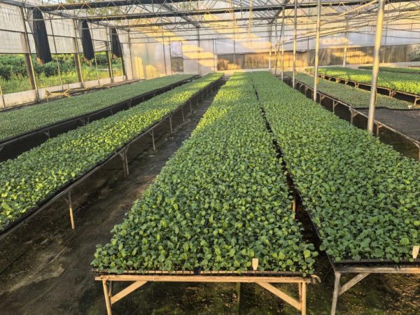 好股盛 长够120天才正宗！选购增城迟菜心请认准专用标识！